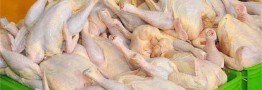 ممنوعیت صادرات گوشت مرغ از اول فروردین