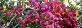 پیش&zwnj;بینی افزایش حدود ۴ برابری تولید پسته