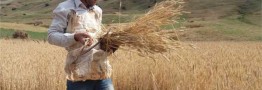 افزایش قیمت گندم تکذیب شد/ کشاورزان گندم&zwnj;ها را انبار نکنند