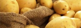 ایران رتبه سیزدهم تولید سیب زمینی جهان را دارد
