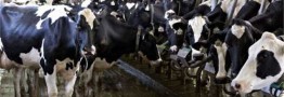 ماجرای دام&zwnj;هایی که به طمع افزایش قیمت روی دست دامداران ماند