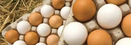 قیمت خرید حمایتی تخم مرغ مازاد ۶ هزارتومان شد