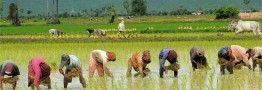 آمار&zwnj;های ضد و نقیض از تولید برنج / سطح زیر کشت برنج چطور دو برابر شد؟