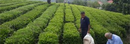 تولید ۲۸ هزار تن چای ایرانی از ابتدای امسال