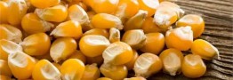 واکنش استاندارد، گمرک و وزارت کشاورزی به شایعات ورود ذرت آلوده