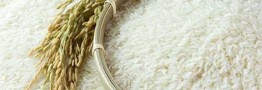 واردات ۵۰۰ هزارتن برنج به بهانه تنظیم بازار شب عید