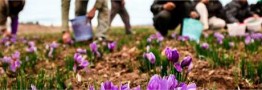 طلای سرخ گران شد/ قاچاق ۳۰ درصد زعفران تولیدی به کشور&zwnj;های همسایه