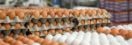 ممنوعیت صادرات تخم مرغ نطفه&zwnj;دار گوشتی و تخم&zwnj;گذار لغو شد