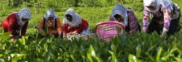 پیش بینی جهش ۱۵ درصدی تولید چای کشور در سال ۹۹/ چای ایرانی سمپاشی نمی شود