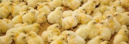 صنعت مرغداری در حال به گل نشستن است/ مقصر اصلی معدوم سازی &zwnj;۱۵ میلیون قطعه جوجه یکروزه کیست؟
