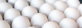 کاهش ۱۰ درصدی قیمت مرغ و تخم مرغ