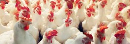 قیمت ۱۵هزار تومانی مرغ کفاف هزینه&zwnj;های تولید را نمی&zwnj;دهد