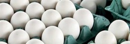 قیمت تخم مرغ تعدیل شد