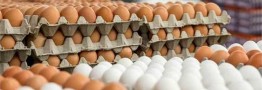 بهبود نسبی قیمت تخم مرغ در بازار؛ نرخ هر شانه تخم مرغ به ۱۸ هزار تومان رسید