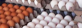 قیمت هر شانه تخم&zwnj;مرغ حداکثر ۳۱ هزار تومان تعیین شد