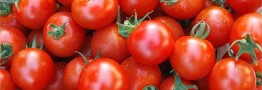 گوجه فرنگی ارزان می شود