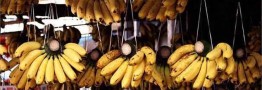 چرا موز ۴۰ هزار تومانی شد؟