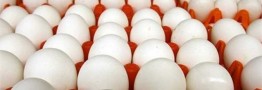 قیمت هر کیلو تخم&zwnj;مرغ برای مصرف&zwnj;کننده 16 هزار و 900 تومان
