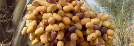 آغاز معاملات خرما از سه شنبه در بورس کالا