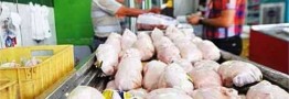 علت افزایش قیمت مرغ