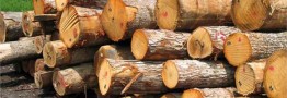 قاچاق چوب با آمبولانس تایید شد