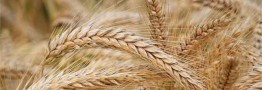 دولت راه رفته درباره مرغ را برای گندم تکرار نکند