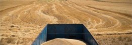 دولت اقدام غیرقانونی خود درباره گندم را اصلاح کرد
