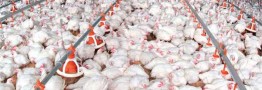 قیمت مرغ در بازار مجددا روند افزایشی گرفته و دو نرخی شده است