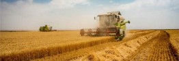 تیر خلاص دولت روحانی به خودکفایی گندم