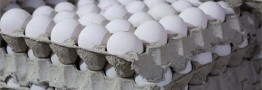 صادرات تخم مرغ ممنوع نیست