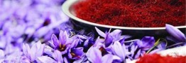 بی&zwnj;برنامگی در کشت زعفران/ ۸۰ درصد زعفران تولیدی صادر می&zwnj;شود