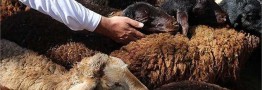 کشور در ماه&zwnj;های آینده با کمبود شدید دام و گوشت مواجه می&zwnj;شود