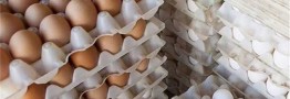 تخم&zwnj;مرغ گران نیست، قیمت&zwnj;ها واقعی شده است/ تامین ارز برای تامین نهاده&zwnj;های دامی با کندی انجام می&zwnj;شود