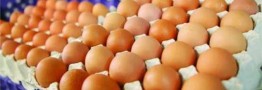 قیمت مصوب مرغ و تخم مرغ