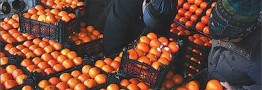 توزیع هوشمند میوه تنظیم بازاری شب عید ۲۰ درصد ارزان&zwnj;تر از قیمت بازار