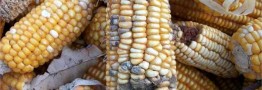 سازمان بنادر:&zwnj; آلودگی ذرت&zwnj;&zwnj;های وارداتی ارتباطی به انبارهای بندر امام (ره) ندارد/ ذرت&zwnj;های آلوده در دولت قبل وارد شد