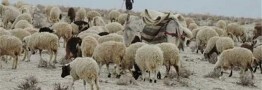 رییس جمهور بر رعایت بومی گزینی در استخدام&zwnj;ها تاکید کرد
