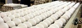 تخم&zwnj;مرغ زیر نرخ مصوب هم خریدار ندارد/ تمایل برای خرید ماهی افزایش پیدا می&zwnj;کند
