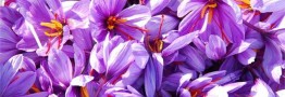کاهش ۴۵ درصدی صادرات زعفران در ۶ ماه اخیر