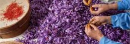حداقل و حداکثر قیمت زعفران در ایام محرم