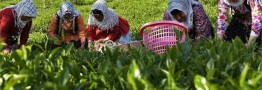 تولید بیش از ۱۱۶ هزار تن برگ سبز چای/ پرداخت ۸۱۳ میلیارد تومان به چایکاران