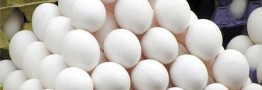 افزایش قیمت تخم مرغ تکذیب شد