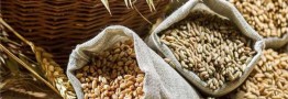 افزایش ۱۳۴ درصدی واردات جو/ واردات ۴ کالای اساسی نصف شد