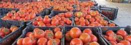 عوارض صادرات گوجه فرنگی ۵۵درصد اعلام شد