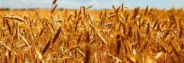قیمت گندم امروز دنیا ۶۰ درصد قیمت خرید تضمینی داخلی است