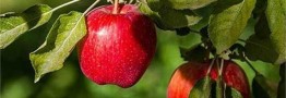 افزایش ۳۰ درصدی تولید محصولات باغی با استفاده از نهال گواهی&zwnj;شده