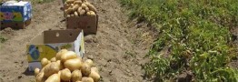 قیمت سیب زمینی در میادین میوه و تره بار ۳۶ هزار تومان شد