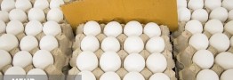 تخم‌مرغ غذای تمام آحاد جامعه است