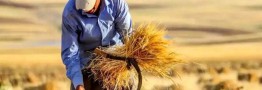 بلاتکلیفی حق بیمه گندم‌کاران و ۵ درصد مطالباتی که تسویه نمی‌شود