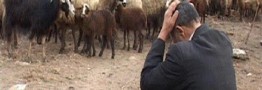 بحران کمبود نهاده‌های دامی؛ دلالان عمده نهاده یارانه‌ای را جذب می‌کنند